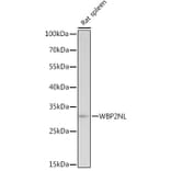 Western Blot - Anti-WBP2NL Antibody (A307078) - Antibodies.com