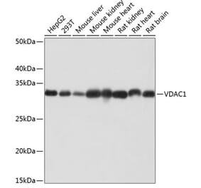 Western Blot - Anti-VDAC1/Porin Antibody [ARC0187] (A307081) - Antibodies.com