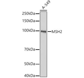 Western Blot - Anti-MSH2 Antibody (A307086) - Antibodies.com