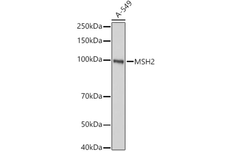 Western Blot - Anti-MSH2 Antibody (A307086) - Antibodies.com