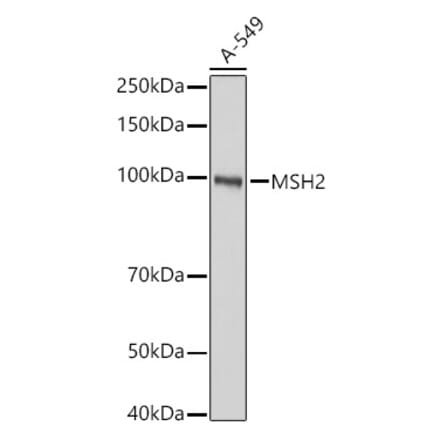 Western Blot - Anti-MSH2 Antibody (A307086) - Antibodies.com