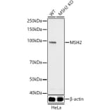 Western Blot - Anti-MSH2 Antibody (A307086) - Antibodies.com