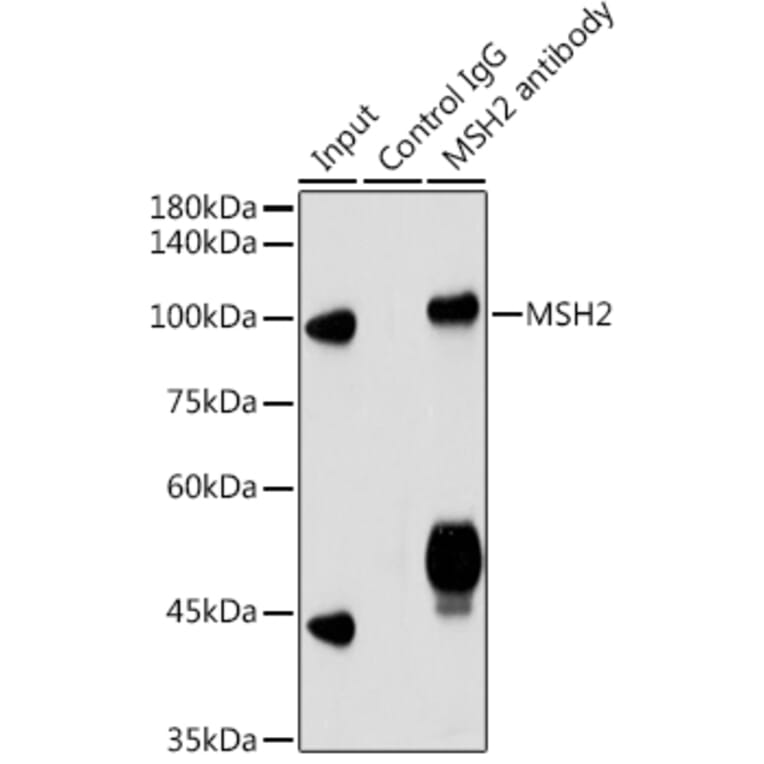 Western Blot - Anti-MSH2 Antibody (A307086) - Antibodies.com