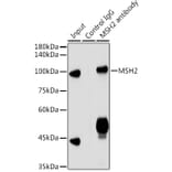 Western Blot - Anti-MSH2 Antibody (A307086) - Antibodies.com