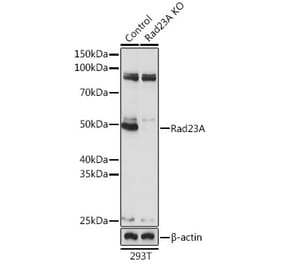 Western Blot - Anti-hHR23A Antibody (A307089) - Antibodies.com