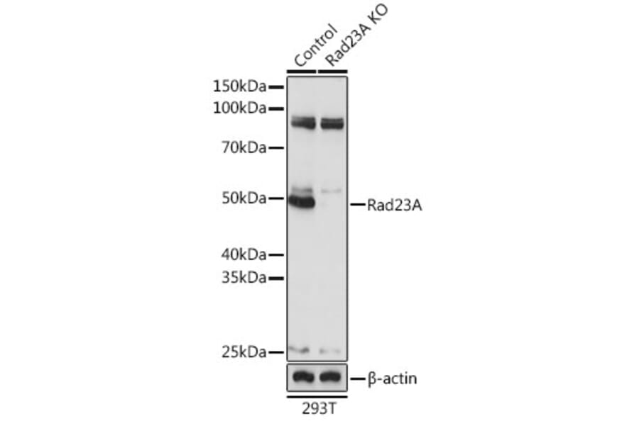 Western Blot - Anti-hHR23A Antibody (A307089) - Antibodies.com