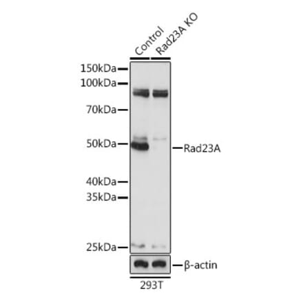 Western Blot - Anti-hHR23A Antibody (A307089) - Antibodies.com