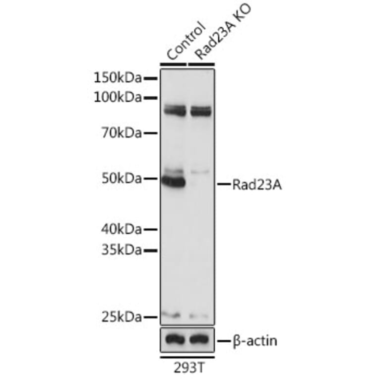 Western Blot - Anti-hHR23A Antibody (A307089) - Antibodies.com