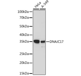 Western Blot - Anti-DNAJC17 Antibody (A307090) - Antibodies.com