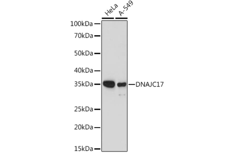 Western Blot - Anti-DNAJC17 Antibody (A307090) - Antibodies.com