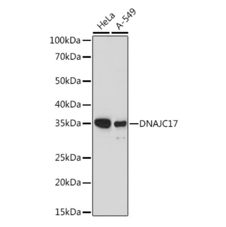 Western Blot - Anti-DNAJC17 Antibody (A307090) - Antibodies.com