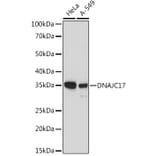 Western Blot - Anti-DNAJC17 Antibody (A307090) - Antibodies.com