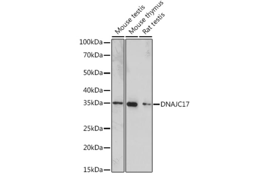 Western Blot - Anti-DNAJC17 Antibody (A307090) - Antibodies.com
