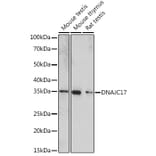 Western Blot - Anti-DNAJC17 Antibody (A307090) - Antibodies.com