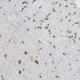 Immunohistochemistry - Anti-DNAJC17 Antibody (A307090) - Antibodies.com