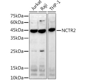Western Blot - Anti-NK-p44 Antibody [ARC2719] (A307091) - Antibodies.com