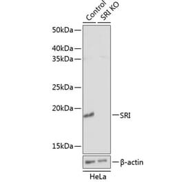 Western Blot - Anti-SR1 Antibody (A307094) - Antibodies.com