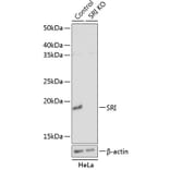 Western Blot - Anti-SR1 Antibody (A307094) - Antibodies.com