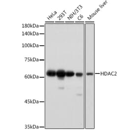 Western Blot - Anti-HDAC2 Antibody [ARC2647] (A307095) - Antibodies.com