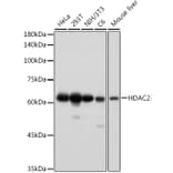 Western Blot - Anti-HDAC2 Antibody [ARC2647] (A307095) - Antibodies.com