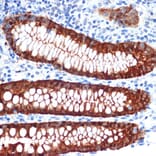 Immunohistochemistry - Anti-GAL4 Antibody [ARC2073] (A307096) - Antibodies.com