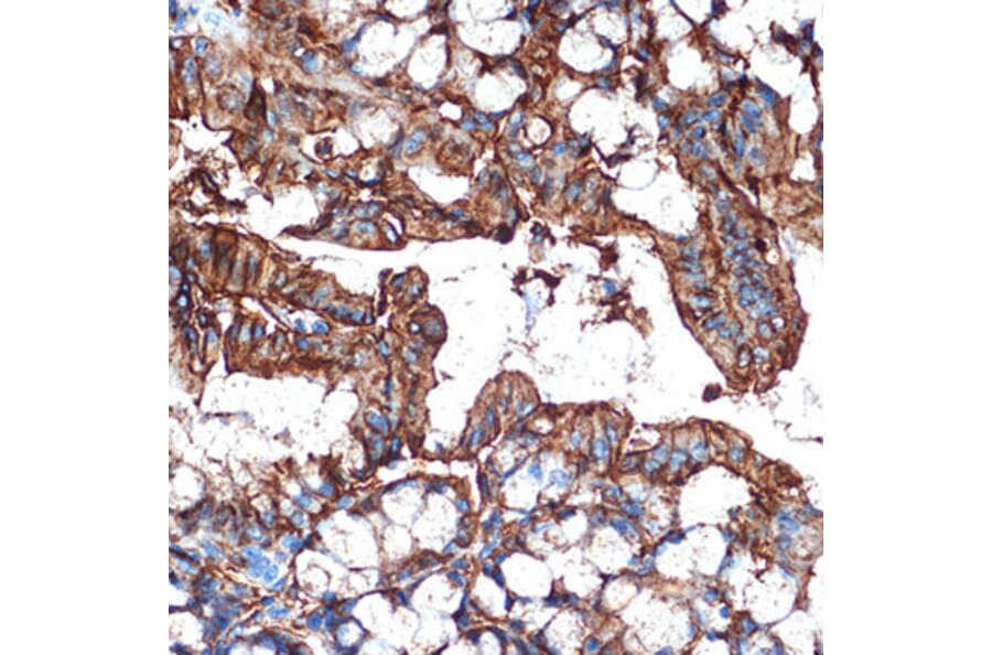 Immunohistochemistry - Anti-GAL4 Antibody [ARC2073] (A307096) - Antibodies.com
