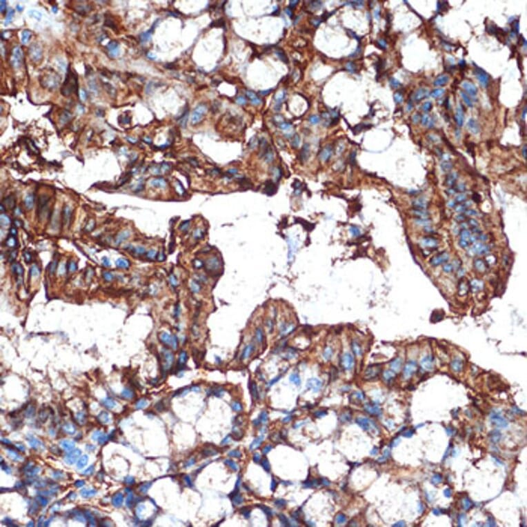 Immunohistochemistry - Anti-GAL4 Antibody [ARC2073] (A307096) - Antibodies.com