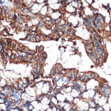 Immunohistochemistry - Anti-GAL4 Antibody [ARC2073] (A307096) - Antibodies.com