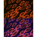 Immunofluorescence - Anti-GAL4 Antibody [ARC2073] (A307096) - Antibodies.com