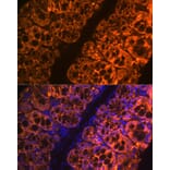 Immunofluorescence - Anti-GAL4 Antibody [ARC2073] (A307096) - Antibodies.com