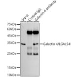 Western Blot - Anti-GAL4 Antibody [ARC2073] (A307096) - Antibodies.com