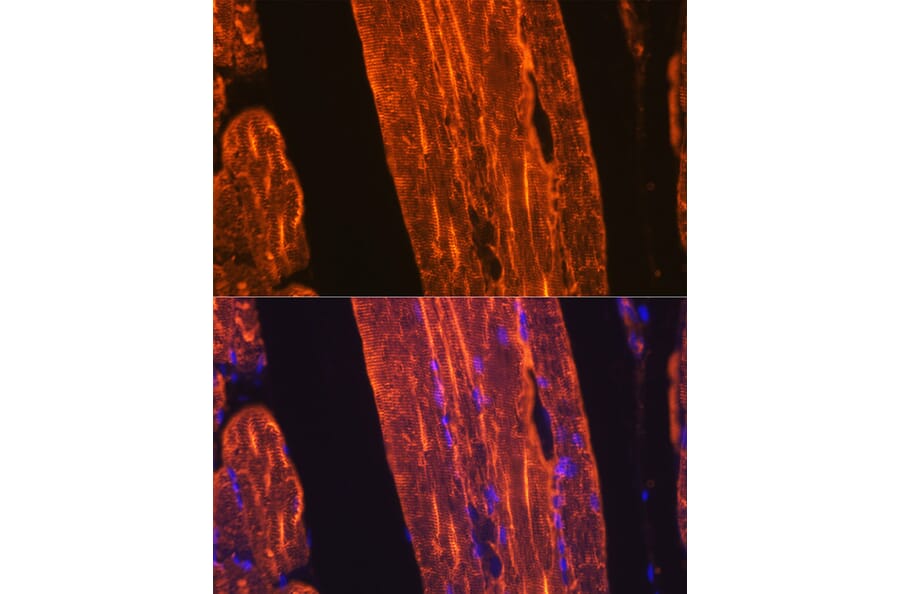 Immunofluorescence - Anti-muscle Actin Antibody [ARC1913] (A307098) - Antibodies.com