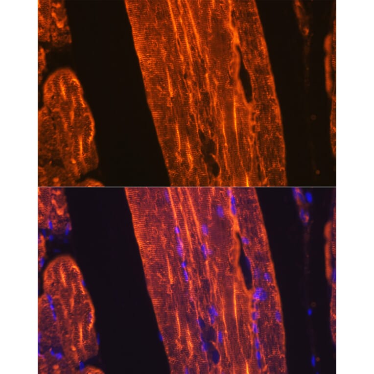 Immunofluorescence - Anti-muscle Actin Antibody [ARC1913] (A307098) - Antibodies.com