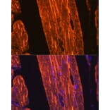 Immunofluorescence - Anti-muscle Actin Antibody [ARC1913] (A307098) - Antibodies.com