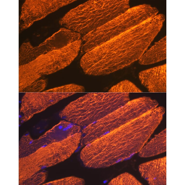 Immunofluorescence - Anti-muscle Actin Antibody [ARC1913] (A307098) - Antibodies.com