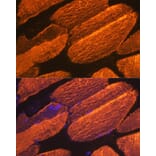 Immunofluorescence - Anti-muscle Actin Antibody [ARC1913] (A307098) - Antibodies.com