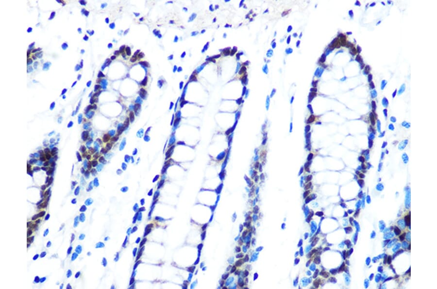 Immunohistochemistry - Anti-DYNLL1/PIN Antibody [ARC0975] (A307099) - Antibodies.com