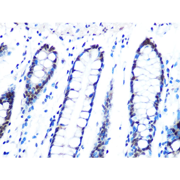 Immunohistochemistry - Anti-DYNLL1/PIN Antibody [ARC0975] (A307099) - Antibodies.com