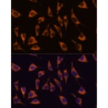 Immunofluorescence - Anti-GPCR GPR22 Antibody (A307102) - Antibodies.com