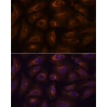 Immunofluorescence - Anti-GPCR GPR22 Antibody (A307102) - Antibodies.com