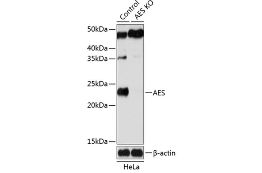 Western Blot - Anti-Amino-terminal enhancer of split/AES Antibody (A307103) - Antibodies.com