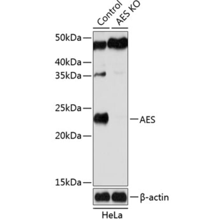 Western Blot - Anti-Amino-terminal enhancer of split/AES Antibody (A307103) - Antibodies.com
