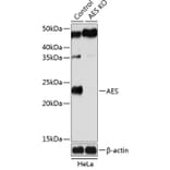 Western Blot - Anti-Amino-terminal enhancer of split/AES Antibody (A307103) - Antibodies.com