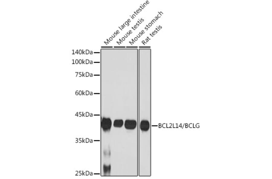 Western Blot - Anti-Bcl G/BCL2L14 Antibody [ARC2474] (A307106) - Antibodies.com