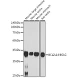 Western Blot - Anti-Bcl G/BCL2L14 Antibody [ARC2474] (A307106) - Antibodies.com