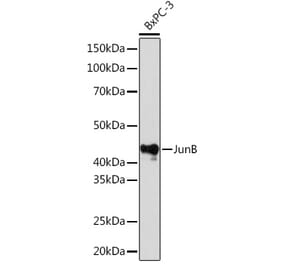Western Blot - Anti-JunB Antibody [ARC0268] (A307107) - Antibodies.com