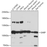 Western Blot - Anti-GMIP Antibody (A307109) - Antibodies.com