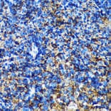 Immunohistochemistry - Anti-GMIP Antibody (A307109) - Antibodies.com