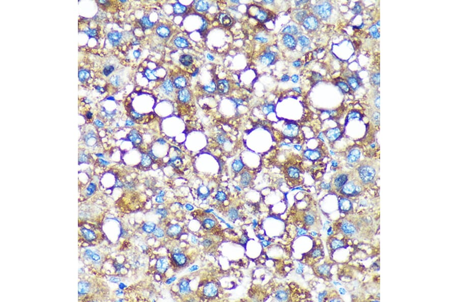 Immunohistochemistry - Anti-GMIP Antibody (A307109) - Antibodies.com