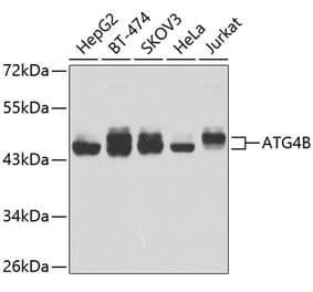 Western Blot - Anti-ATG4B Antibody (A307110) - Antibodies.com